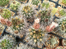 Acanthocalycium spiniflorum klimpelianum PK314