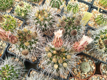 Acanthocalycium spiniflorum klimpelianum PK314