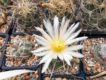 Thelocactus hexaedrophorus fma. major RS290