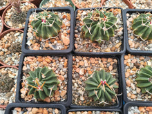 Stenocactus coptonogonous