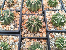 Stenocactus coptonogonous