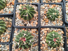 Stenocactus coptonogonous