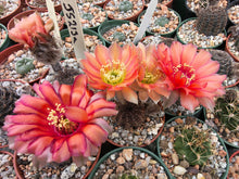 Lobivia densispina v.rebutioides JS213a