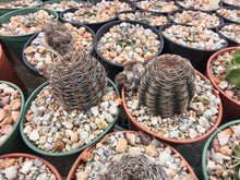 Lobivia densispina v.rebutioides JS213a