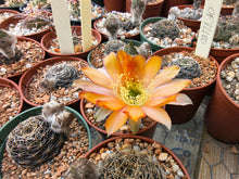 Lobivia haematantha v. rebutioides OF72-80