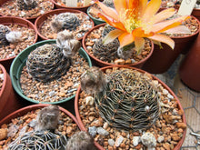 Lobivia haematantha v. rebutioides OF72-80
