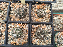 Gymnocalycium campestre VoS776