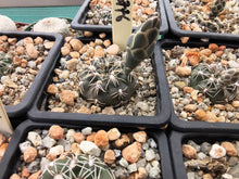 Gymnocalycium campestre VoS776
