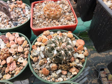 Gymnocalycium frankianum VoS2333