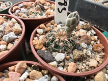 Gymnocalycium affine VoS783