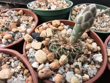 Gymnocalycium affine VoS783