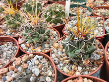Thelocactus rinconensis SB301