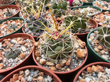 Thelocactus rinconensis SB301