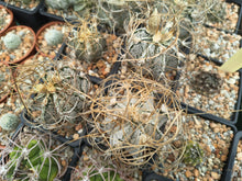 Astrophytum capricorne cv. crassispinoides