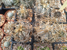 Astrophytum capricorne cv. crassispinoides