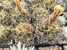 Astrophytum senile aureum