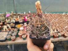 Astrophytum senile aureum