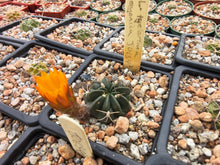 Lobivia tegeleriana v. oyonica JO634