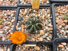 Lobivia tegeleriana v. oyonica JO634