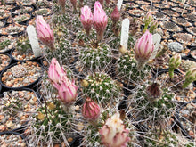 Acanthocalycium spiniflorum v. klimpelianum PK323