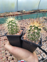 Echinocereus coccineus SB243