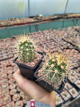 Echinocereus coccineus SB243