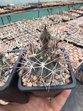 Acanthocalycium variiflorum LF42