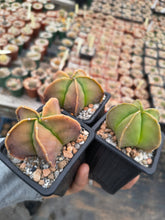 Astrophytum myriostigma nudum