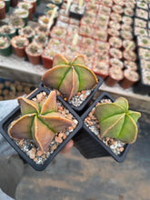 Astrophytum myriostigma nudum