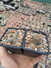 Aylostera heliosa WR314