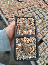 Aylostera heliosa WR314