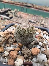 Aylostera heliosa WR314