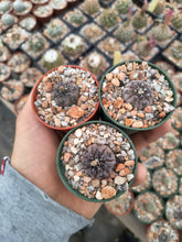 Gymnocalycium berchtii JPR 451/1545