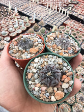 Gymnocalycium berchtii JPR 451/1545