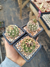 Thelocactus bicolor ssp. schwarzii