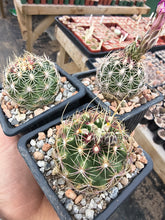 Thelocactus bicolor ssp. schwarzii