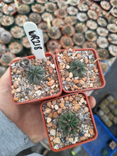 Lobivia jajoiana v. glauca W218