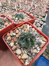 Lobivia jajoiana v. glauca W218