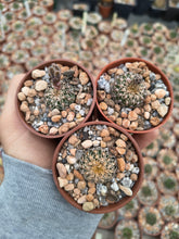 Gymnocalycium quehlianum SE6