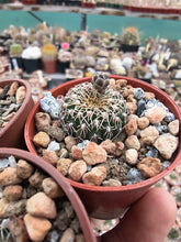 Gymnocalycium quehlianum SE6
