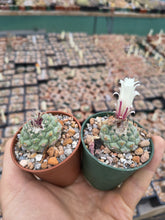 Strombocactus disciformis VB15