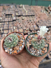 Strombocactus disciformis VB15