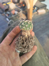 Coryphantha pallida