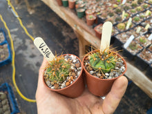 Gymnocalycium eurypleurum VoS14