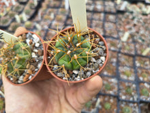 Gymnocalycium eurypleurum VoS14