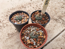 Turbinicarpus polaskii L1463