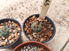 Turbinicarpus polaskii L1463