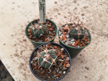 Echinocactus horizonthalonius JABO30