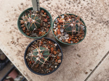 Echinocactus horizonthalonius JABO30