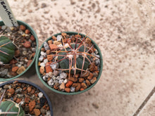 Echinocactus horizonthalonius JABO30